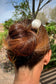 Shell Hair Pin